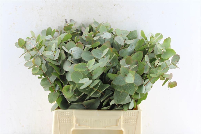 <h4>EUCA CINEREA</h4>