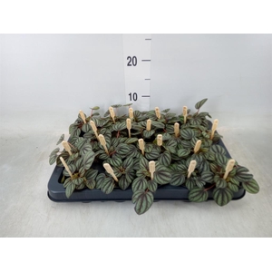 Peperomia albov. 'Piccolo Banda'