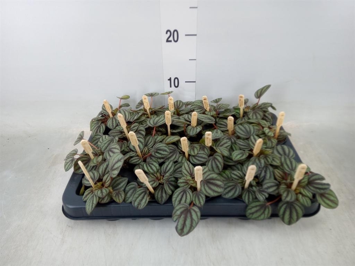 <h4>Peperomia albov. 'Piccolo Banda'</h4>