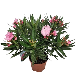 Nerium oleander