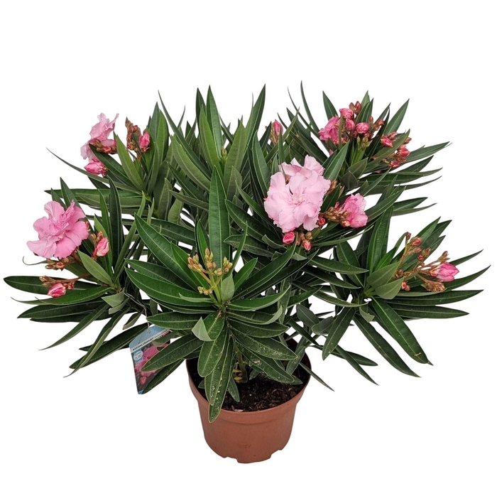 <h4>Nerium oleander</h4>