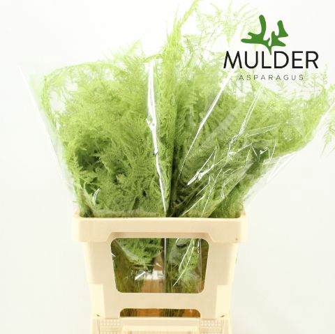<h4>Snijgroen Mint Green Extra Veren</h4>