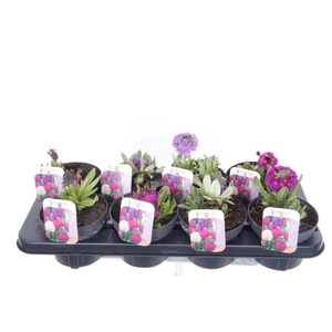 Primula denticulata mix