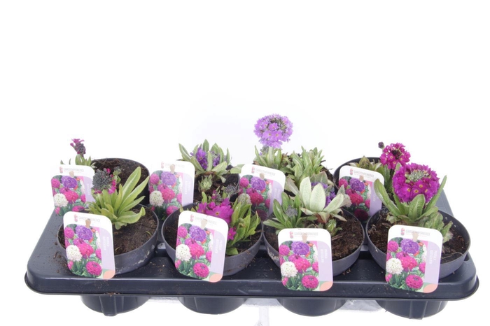 <h4>Primula denticulata mix</h4>