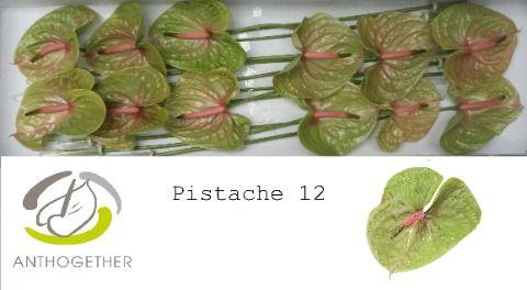 <h4>Anthurium Pistache</h4>
