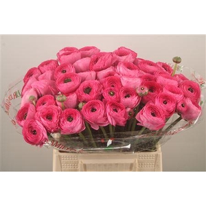 Ran.. Su Bolero Extra X50