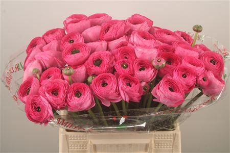 Ran.. Su Bolero Extra X50