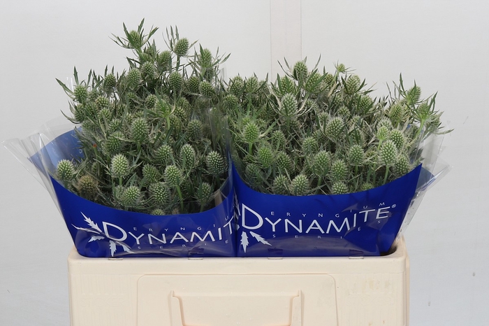 <h4>Eryngium Silver Dynamite</h4>