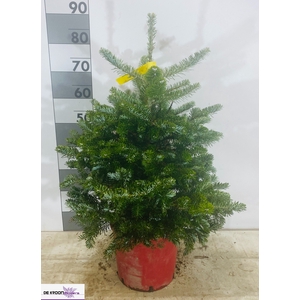 ABIES KOREANA