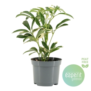 Schefflera Moondrop