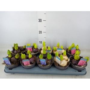 Hyacinthus orie.   ...mix 3