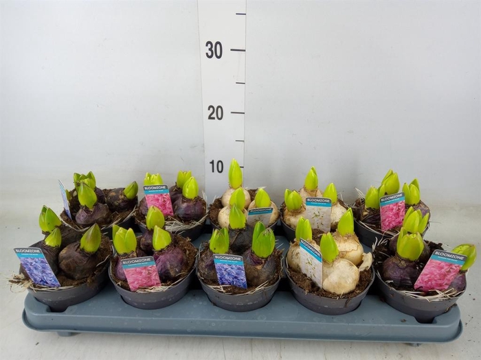 <h4>Hyacinthus orie.   ...mix 3</h4>
