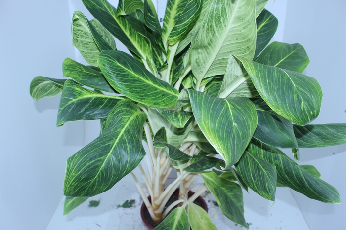 AGLAONEMA QUEEN P23