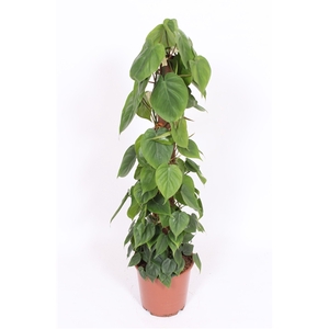 Philodendron scandens 