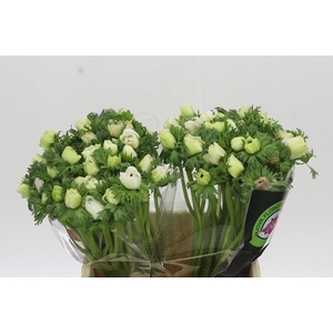 Anemone Mistral Plus White