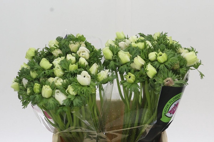 <h4>Anemone Mistral Plus White</h4>