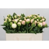 Paeonia Colonel Owen Cousins