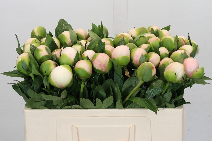 Paeonia Colonel Owen Cousins