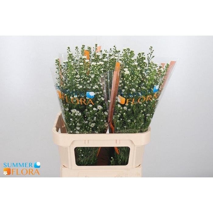 <h4>Ast Paquita</h4>