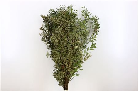 Dried Ruscus Natural Green 4kg