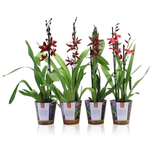 Inca Orchid Red mix 1 spike in Jungle cover