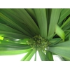 CYPERUS PAPYRUS LEAVES EXTRA