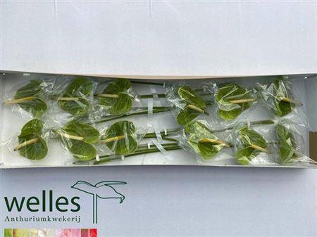 <h4>Anth A Midori</h4>