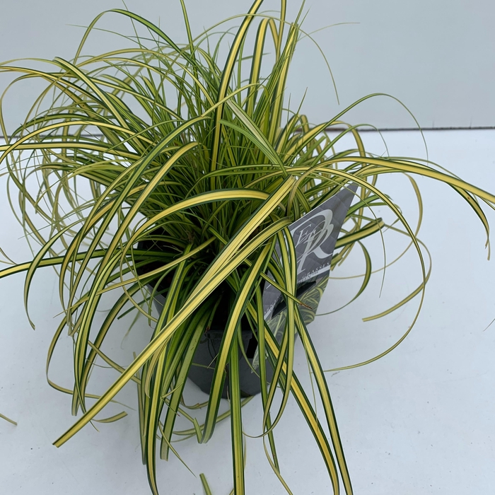 <h4>Graminées Carex 'Eversheen'</h4>