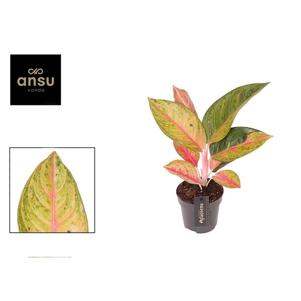 <h4>Aglaonema Gala Red</h4>