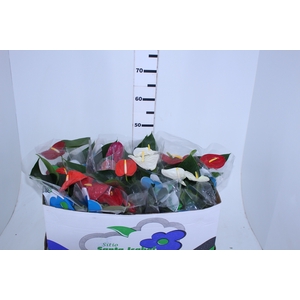 ANTHURIUM VARIADO P15