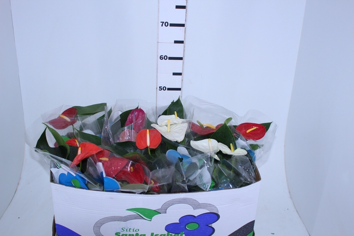 ANTHURIUM VARIADO P15