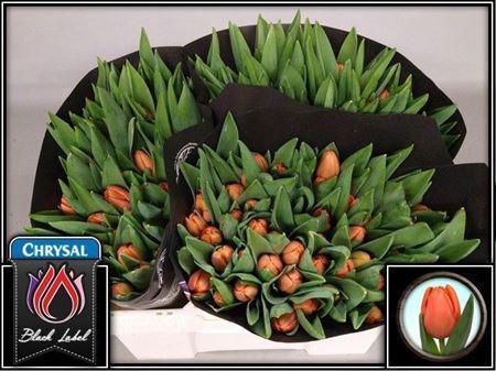 <h4>Tu En Time Out</h4>