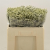 Limonium Sinense China White
