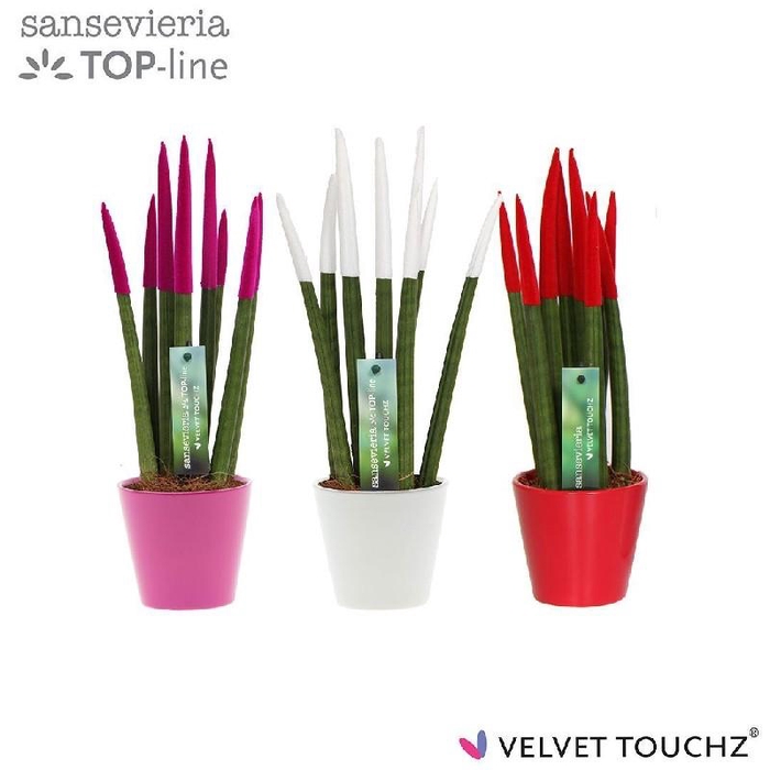 <h4>Sansevieria cylindrica overig keramiek Velvet Touchz Tainted Love Keramik R'dam</h4>