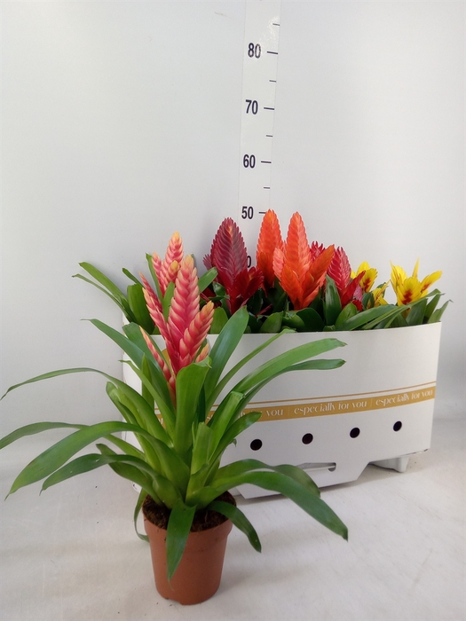 <h4>Vriesea   ...mix 5</h4>
