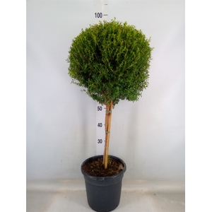 Myrtus communis
