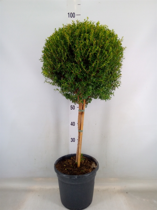 <h4>Myrtus communis</h4>