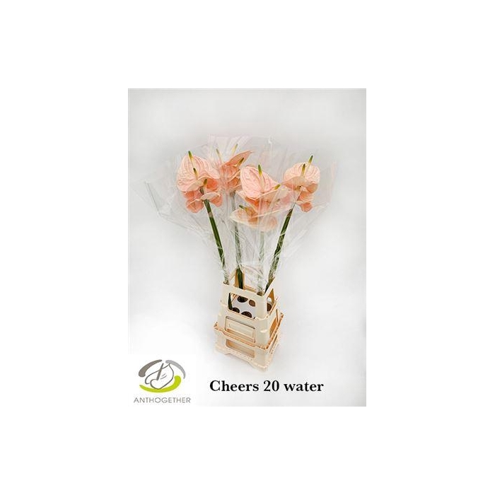 <h4>Anth A Cheers</h4>