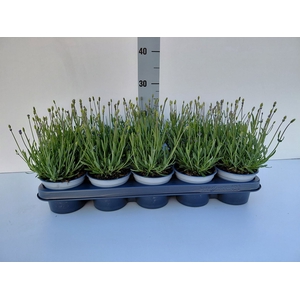 Lavandula angus. 'Essence Pure'