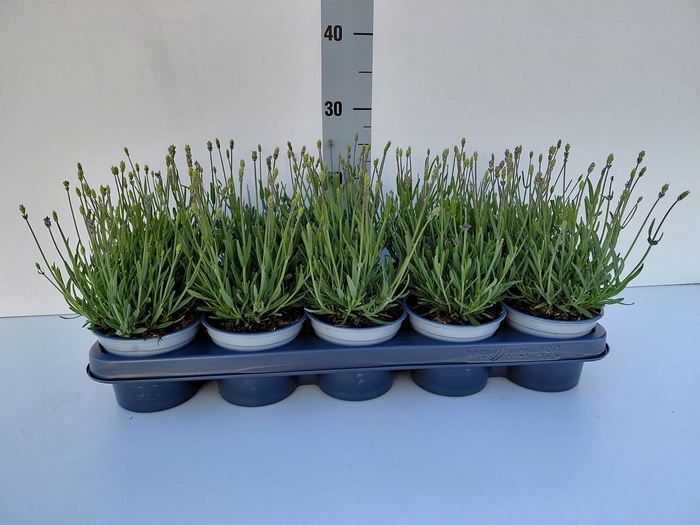 <h4>Lavandula angus. 'Essence Pure'</h4>