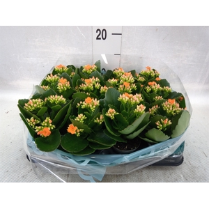 Kalanchoe blos.   ..