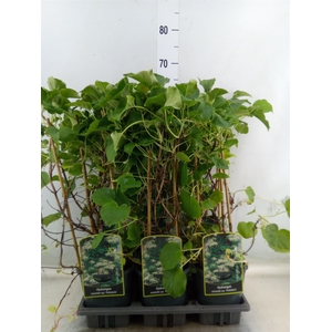 Hydrangea anomala petiolaris