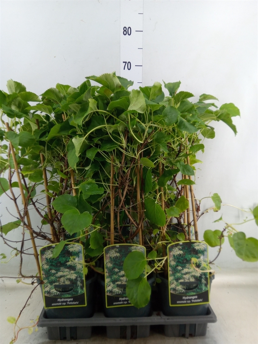 <h4>Hydrangea anomala petiolaris</h4>