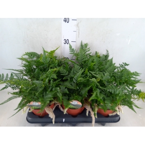 Humata griffithiana var. tyermannii