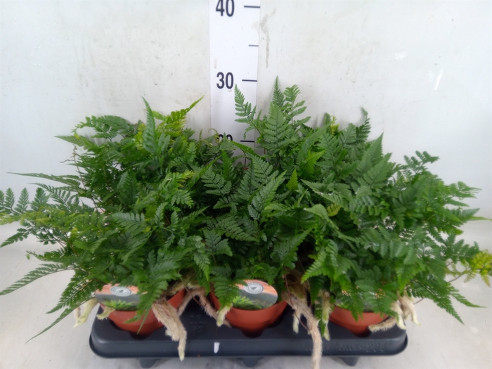 <h4>Humata griffithiana var. tyermannii</h4>