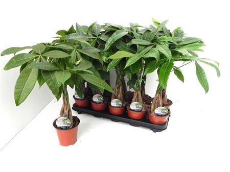 Pachira Aquatica