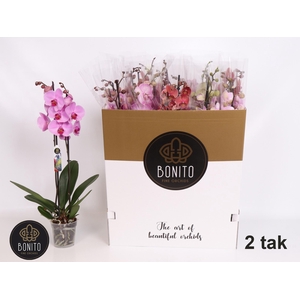 PHAL GEM 7 KL