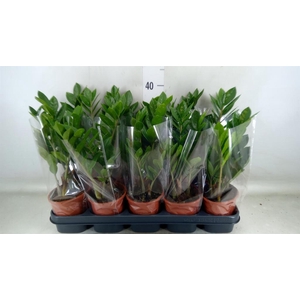 Zamioculcas zamiifolia