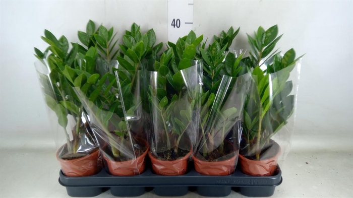 <h4>Zamioculcas zamiifolia</h4>