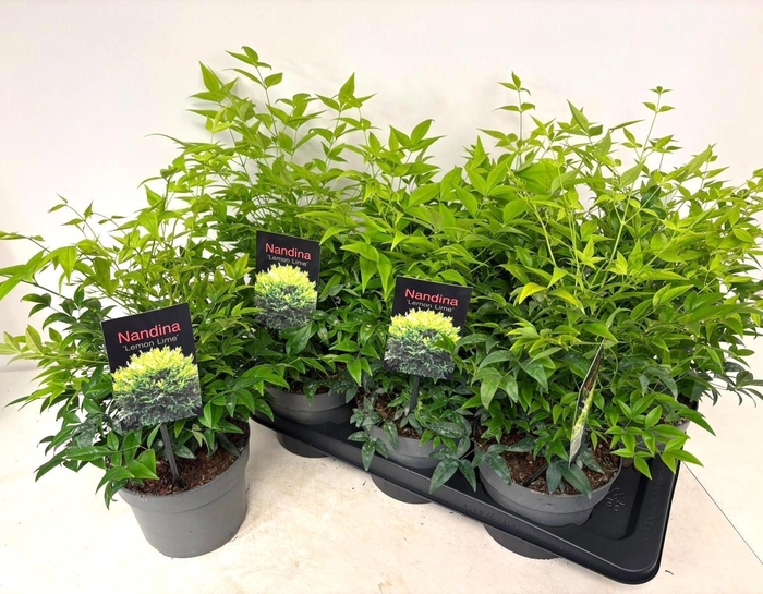 <h4>NAND DOMESTICA</h4>